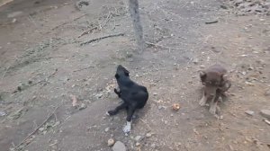 Саги чупони