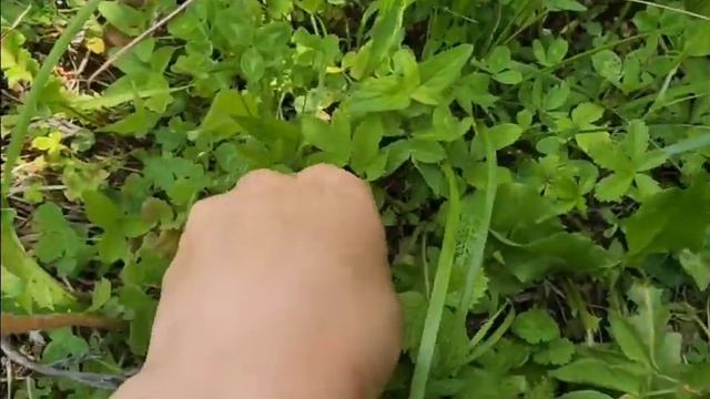 Сбор земляники для чая. Польза чая из земляничных листьев