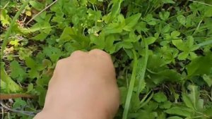 Сбор земляники для чая. Польза чая из земляничных листьев