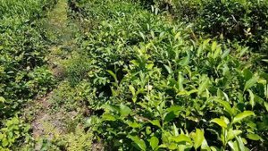 СОЧИ: чай в Солохауле | Жизнь на Юге