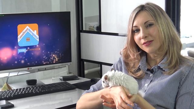 Шиншилла дома.  Плюсы и минусы содержания шиншилл.