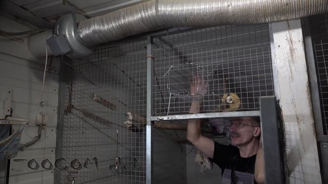 Ждем невесту для обезьяна Маси. И вместе строим вольер. смотреть онлайн