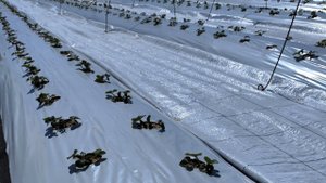 Сравниваем развитие кустов клубники в теплице и в открытом грунте, с учётом погодных катаклизмов!