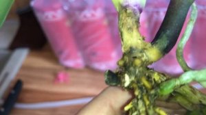 Спасение орхидеи с гнилой шеей.