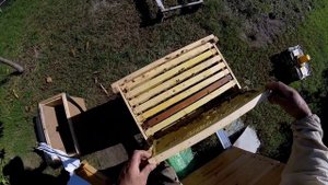 КАЧАЕМ МЕД В СЕНТЯБРЕ:)))))