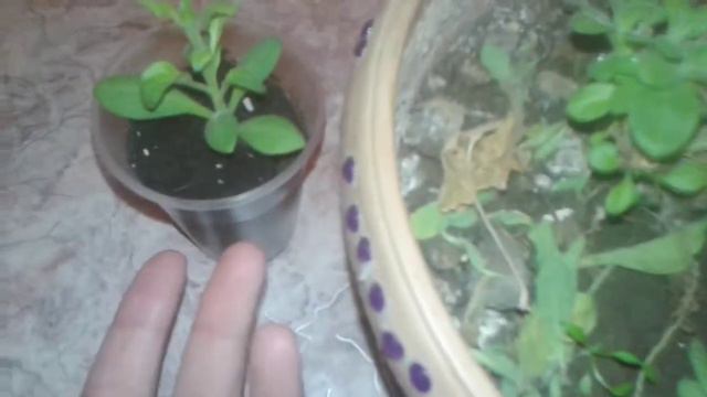 /Петуния гулiн кобейту тасiлi//Черенкование смотреть онлайн