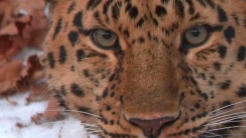 Национальный парк "Земля леопарда" отмечает 10-летие