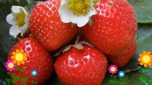 Земляника садовая Фигаро. Краткий обзор, описание характеристик fragaria ananassa Фигаро