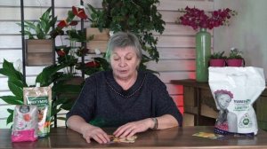 Фиалка рогатая ?  Размножение Фиалки