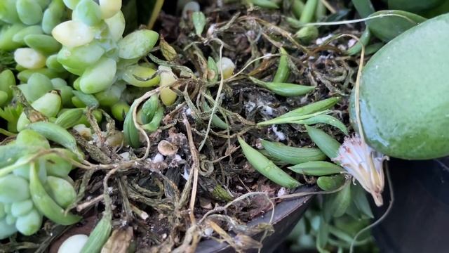 ??? FINALLY I FOUND IT MY WISHLIST PLANT AT THE BIG BOX STORE! MOONLIGHT TRUBII SCINDAPSUS & MORE смотреть онлайн