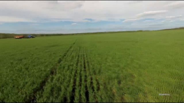 Озимая пшеница, предшественник соя 2020г.