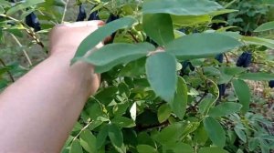 Жимолость 2021. Бакчарские сорта и не только (васюганская, Гжелка, Мальвина...)