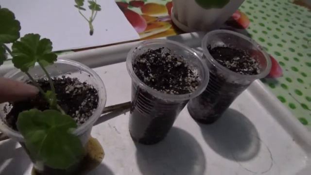 Проверенный способ укоренения пеларгонии. смотреть онлайн