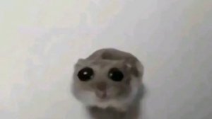 фон где хомяк грустит под звук скрипки