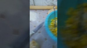 манты без мяса, с луком и картошкой.