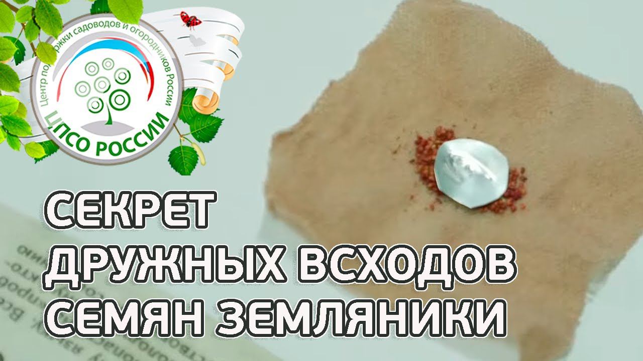 Стратификация семян земляники. Клубника, земляника из семян.