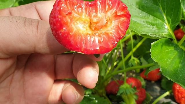 Кабрилло, Азия и Клери в балаганах. Начало плодоношения.
