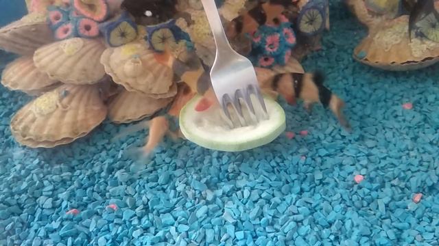 Боции Клоуны едят кабачок смотреть онлайн