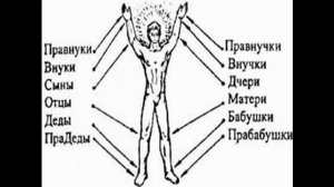 Человек - Основы строения _ Виктор Максименков