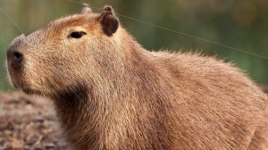 5 Самых Больших Существ, Найденных в Амазонии