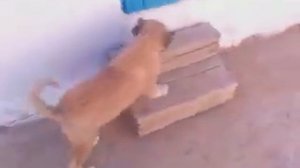 щенок алабая 3 месяца