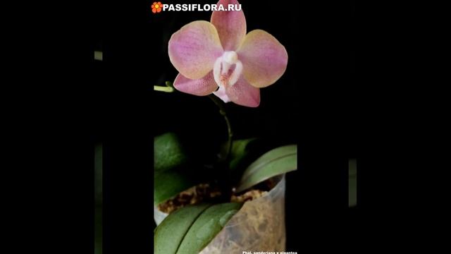 P sanderiana x gigantea смотреть онлайн