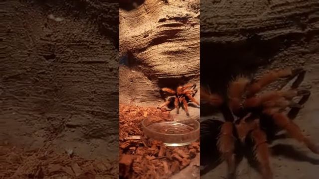 Паук Птицеед Avicularia versicolor Для освещения можно использовать красную или лампу лунного света