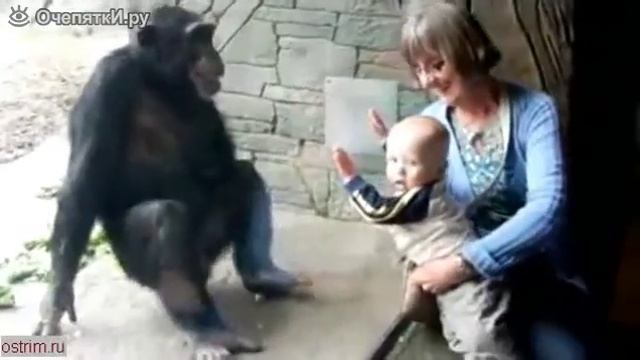 Спокойный и ребёнок и обезьяна.mp4 смотреть онлайн