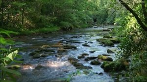Very beautiful forest, birds, river and nice music / Очень красивый лес, птицы, река и музыка