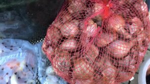 Метод «Лазанья» | пошагово многослойная посадка весенних луковичных