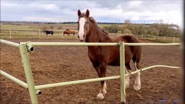 Валентина Толкунова Поле смотреть онлайн