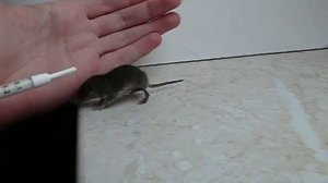 Мышонок (Землеройка)