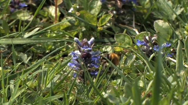 Ajuga reptans in bloom ? смотреть онлайн