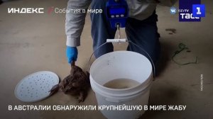 В Австралии обнаружили крупнейшую в мире жабу