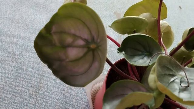 Фитильный полив комнатных растений - как я это делаю и что получается