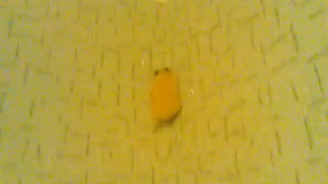 Смешно))) хомяк карабкается по обоям на стену))) смотреть онлайн