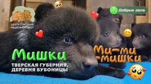 Мишки ми-ми-мишки из Центра спасения медвежат-сирот