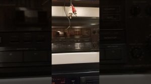 TASCAM 202mkV(5) Pro кассетная дека