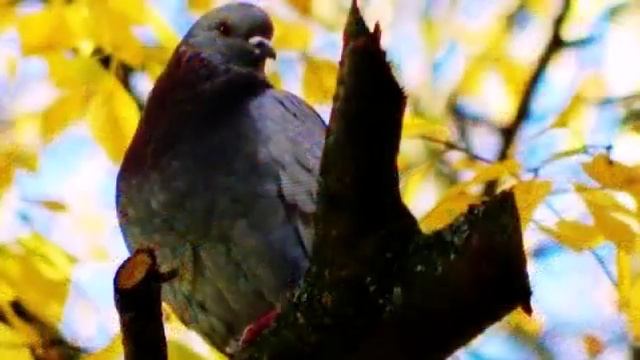 Осеннее настроение Птицы осенью смотреть онлайн