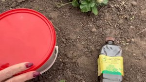 Клубника зацвела, только 1 раз внесите народный бабушкин рецепт. Завалит урожаем даже старая грядка