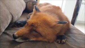 Лиса и Кот в Одном Доме, на Одной Территории. Интересные Наблюдения - Жизнь с Лисой / MIKI THE FOX