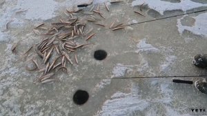 Морская корюшка и навага в Мурманской области. Начало сезона.