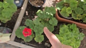 Архивное видео (пересадка п,прогулка)