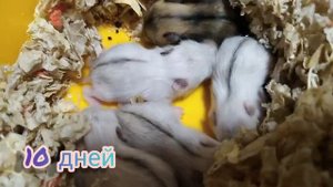 Джунгарские хомяки от 1 дня до 24
