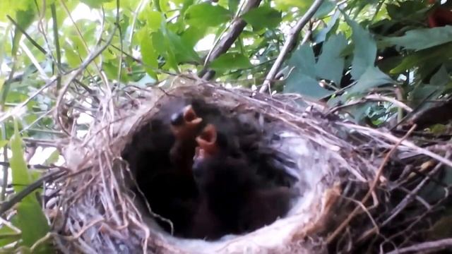 птенцы воробьев вылупились в кирилловке