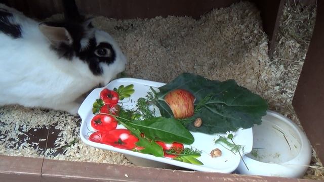 Крольчиха Коровка готовится к окролу! Кролиководство, кролики и подготовка. Карликовый кролик смотреть онлайн