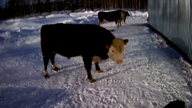 Бык- ГЕРЕФОРД охраняет стадо, а собака хозяина//Ранчо по-русски смотреть онлайн