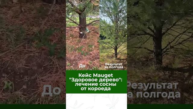 Спасли сосну от короеда! Как дерево преобразилось за полгода?