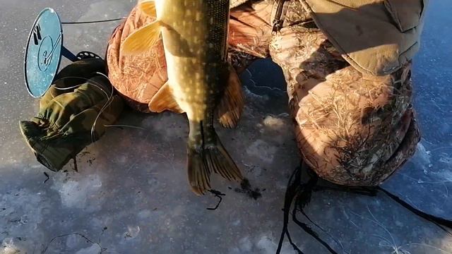 Рыбалка🎣 РАЗДАЧА Щуки на ЖЕРЛИЦЫ! Лучшая Зимняя рыбалка в НОВОМ МЕСТЕ🔥 смотреть онлайн