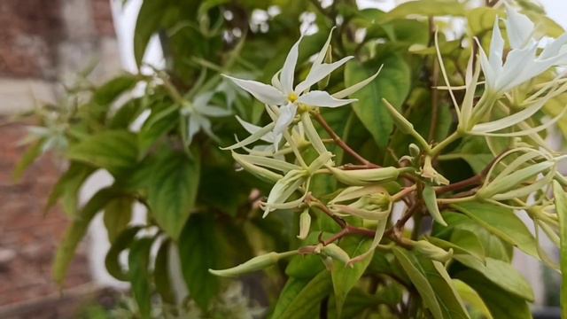 Update of my clematis flowering vine after treatment | beautiful aromatic flowering vine смотреть онлайн